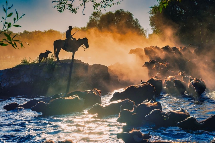 Picture of THE BUFFALO SHEPHERD