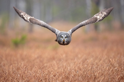 Picture of GREAT GREY OWL