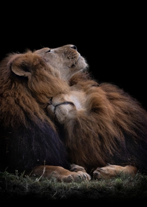 Picture of TWO LIONS