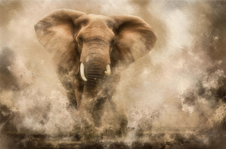 Picture of ...RAGING ELEPHANT BULL CHARGING...'