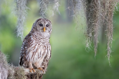 Picture of BARRED OWL