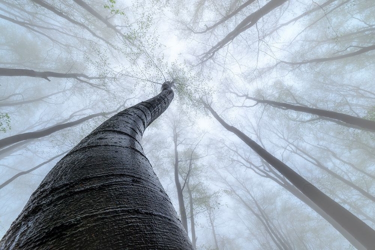 Picture of BEECH FOREST