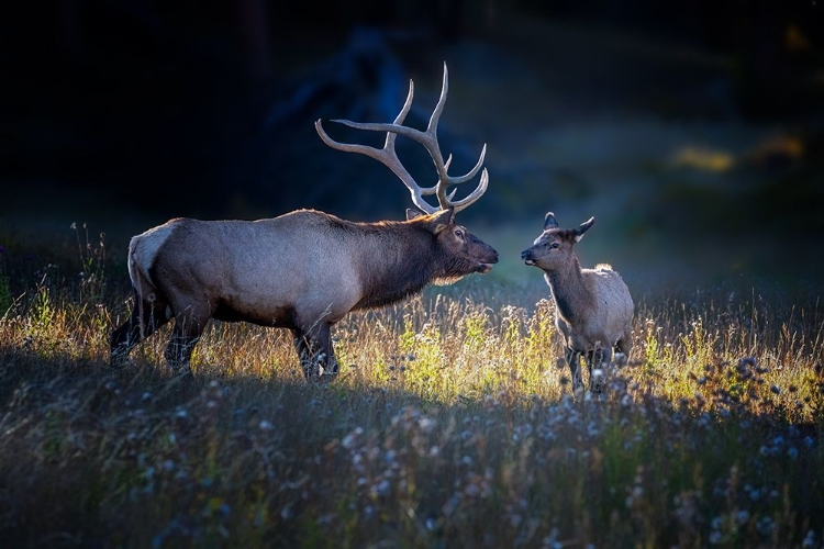 Picture of FATHER AND CALF