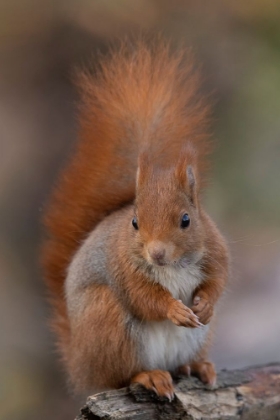 Picture of SQUIRREL