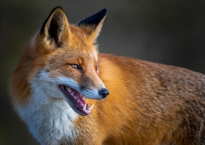 Picture of FOX