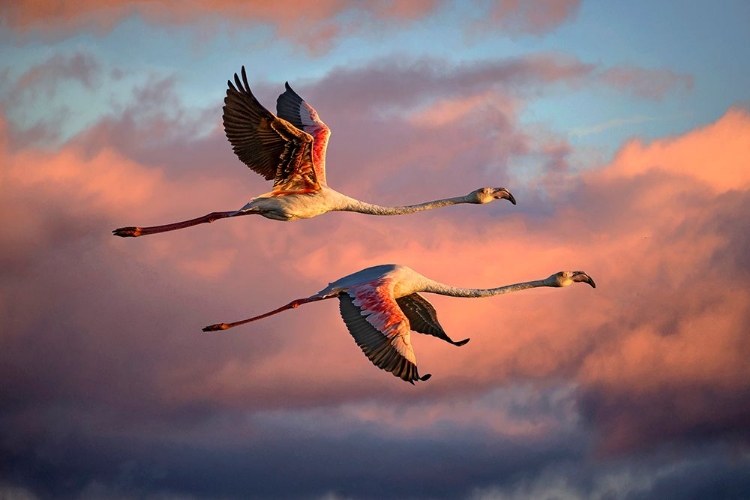 Picture of FLAMINGOS AT SUNSET
