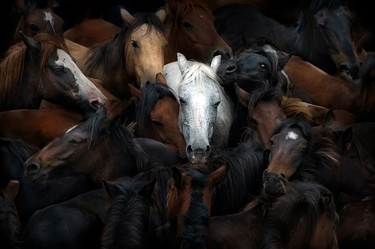 Picture of THE WHITE HORSE