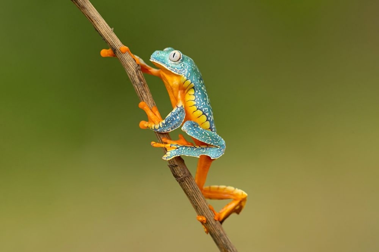 Picture of FRINGED LEAF FROG