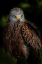 Picture of WATCHFUL