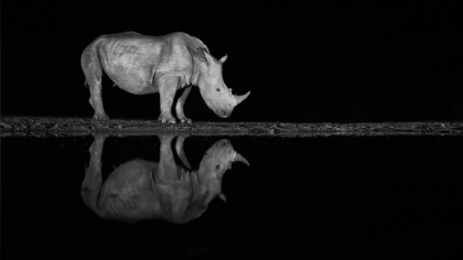 Picture of RHINO AT NIGHT