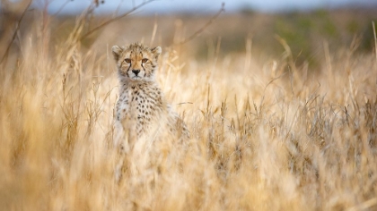 Picture of YOUNG CHEETAH