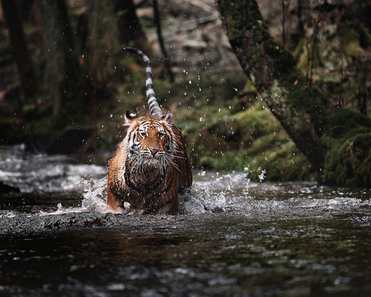 Picture of BIG CAT IN CREEK