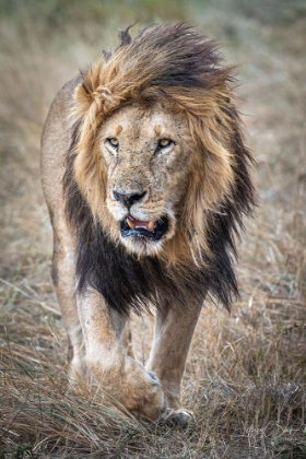 Picture of HIS MAJESTY....ON A RAINY DAY.