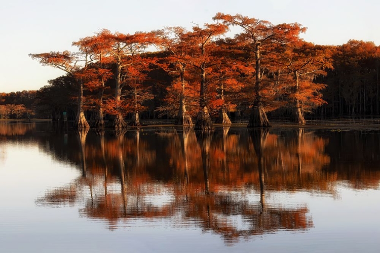 Picture of REFLECTION OF CADDO LAKE (AIAC?AE&SUP1;?AEDAAE&SUP3;CA??A&FRAC12;PI&FRAC14;?