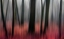 Picture of RED WOOD