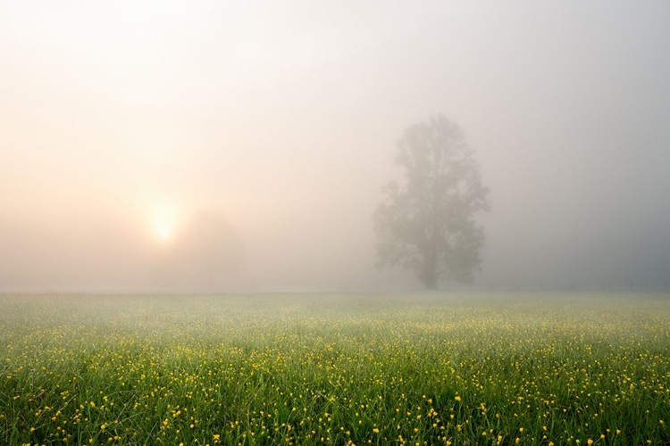 Picture of SPRING DECORATION