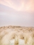 Picture of AMELAND DUNES 2