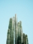 Picture of CACTI