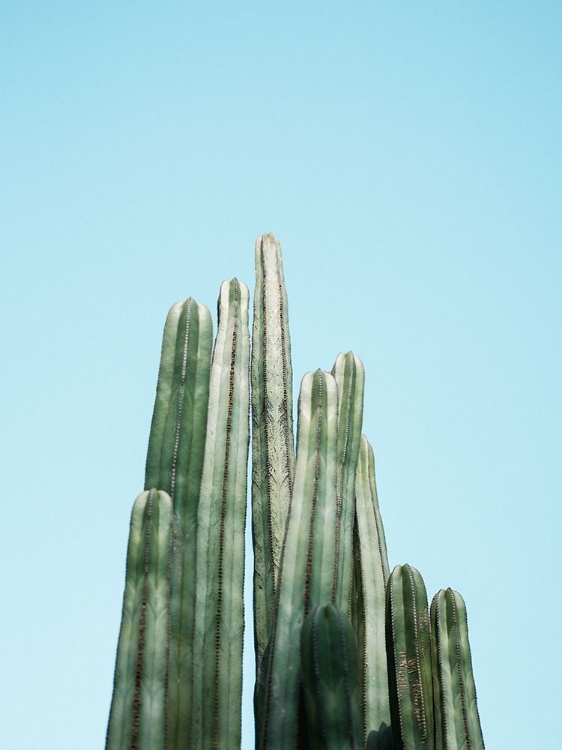 Picture of CACTI