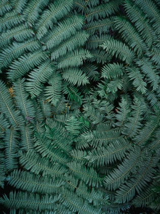 Picture of GREEN LEAVES