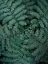 Picture of GREEN LEAVES