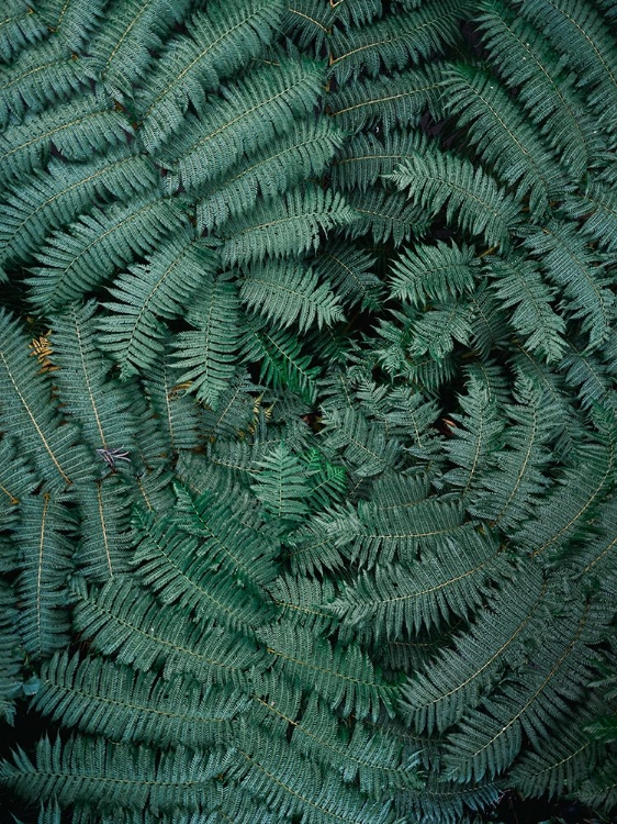 Picture of GREEN LEAVES