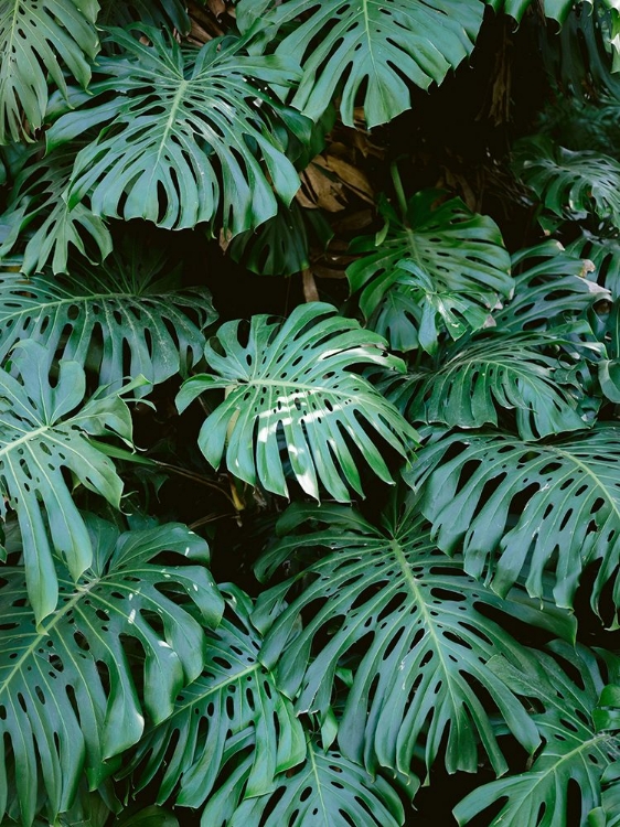 Picture of MONSTERA WALL IN LISBON