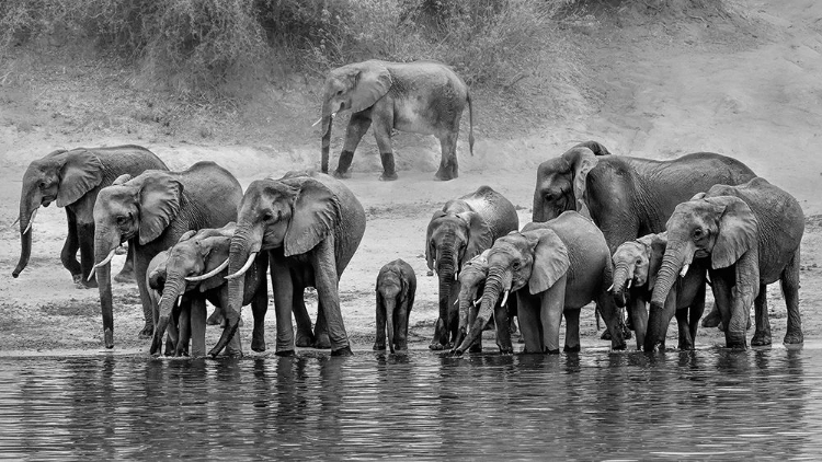 Picture of ELEPHANT FAMILY