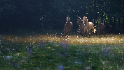 Picture of THEIR GARDEN