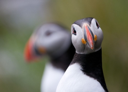 Picture of POSING PUFFIN