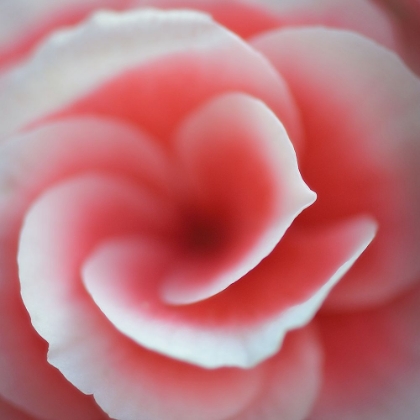 Picture of BEGONIA