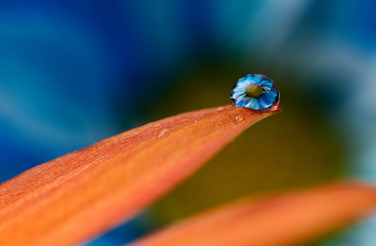Somerset House - Images. BLUE DROP..
