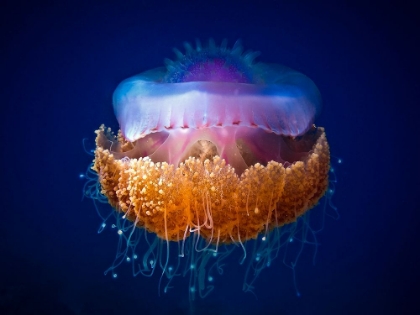 Picture of FRIED EGG JELLYFISH