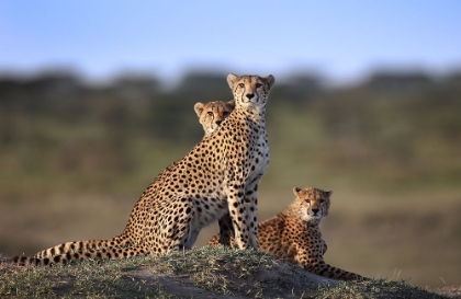 Picture of CHEETAHS FAMILY