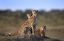 Picture of CHEETAHS FAMILY