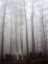 Picture of FOG