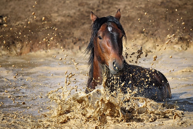 Picture of HORSE IN WATER