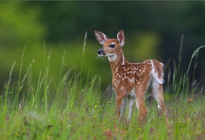 Picture of SPRING FAWN