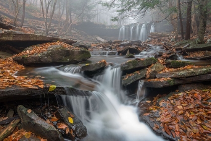 Picture of MORNING FOG