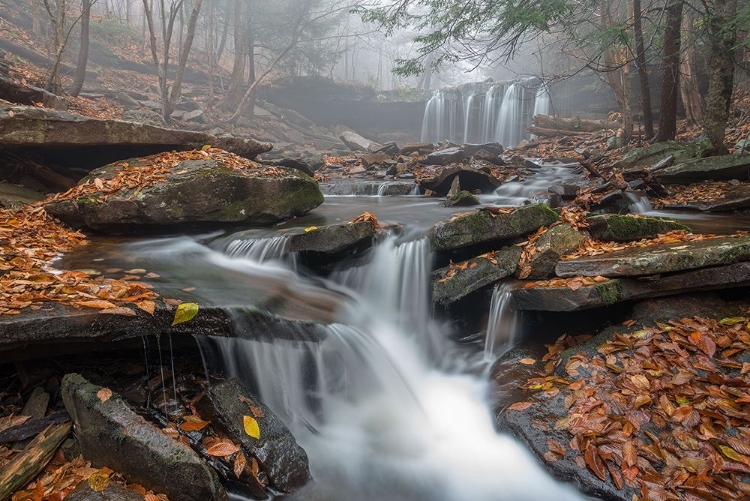 Picture of MORNING FOG