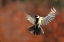 Picture of FLY