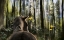Picture of SOUND ARE FOREST