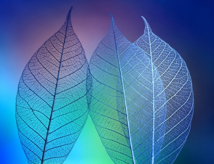 Picture of PRISMATIC LEAFS