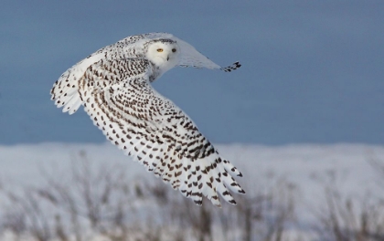 Picture of SNOWY OWL