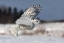 Picture of BUBO SCANDIACUS