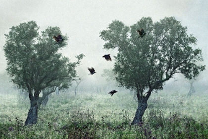 Picture of CROWS IN THE MIST