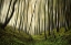 Picture of RUN FOREST, RUN