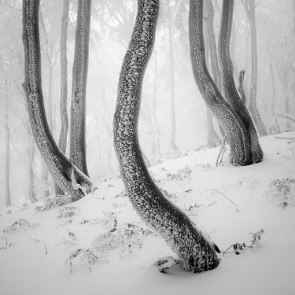 Picture of FROZEN FOREST