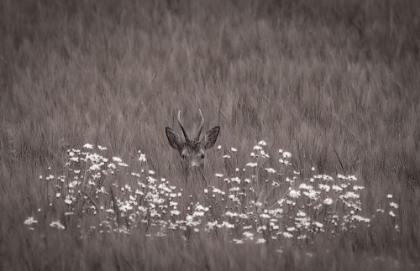 Picture of HIDDEN BEHIND FLOWERS