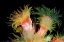 Picture of WILD FLOWERS